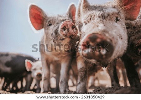  Close-up of piglets touching noses in front of their shelter on a sunny day on an organic pig farm