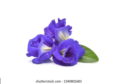 Close-up pile of Butterfly pea flowers with green leaves isolated on white background.