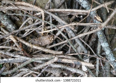 Closeup Of Pile Of Dry Tree Branches, Twigs, And Organic Debris