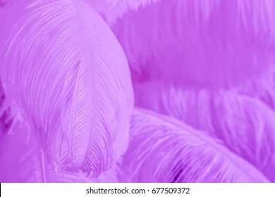 Close-Up Of Pile Of Purple Fluffy Feathers