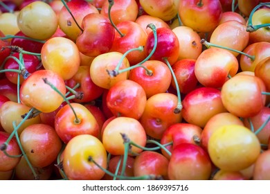 Close-up of a pile of Rainier cherries