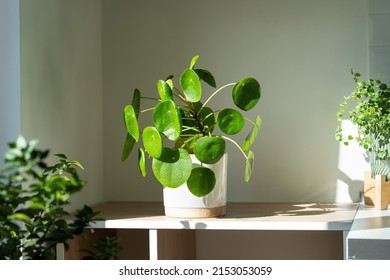 Closeup Of Pilea Peperomioides Houseplant In Ceramic Flower Pot On White Table Over Gray Wall At Home. Sunlight. Chinese Money Plant. Indoor Gardening, Hobby Concept