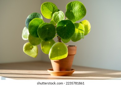 Closeup of Pilea peperomioides houseplant in terracotta pot on white table over gray wall at home. Sunlight. Chinese money plant. Indoor gardening, hobby concept - Powered by Shutterstock