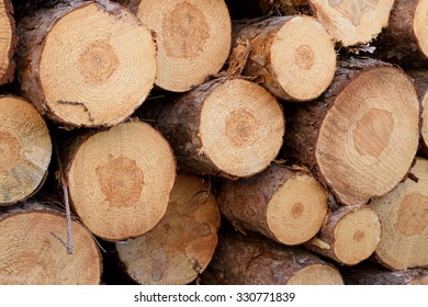 Closeup Of Piled Red Pine (Pinus Resinosa) Pulp