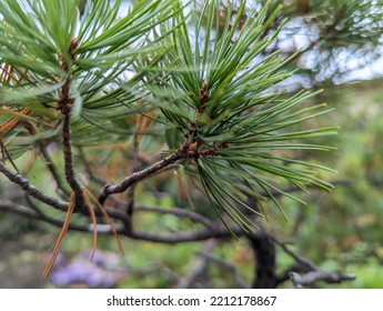 Close-up Of Pine Bonsai Leaves And Branches