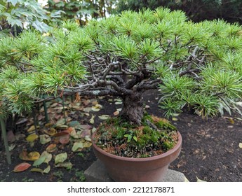 Close-up Of Pine Bonsai Leaves And Branches