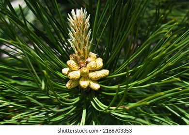 36,925 Fresh Pine Flower Stock Photos, Images & Photography | Shutterstock