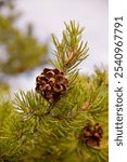 Close-up of a pine branch with vibrant green needles and a brown pine cone highlighted. The pine cone has a dry, detailed texture, contrasting with the green of the leaves. 