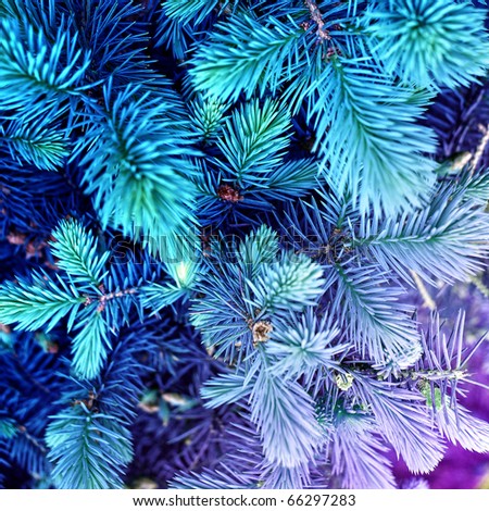 Similar – Image, Stock Photo winter dream Winter firs
