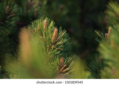 Close-up of pine branches. Defocused foreground.