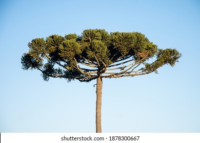 Close-up Of A Paraná Pine, Brazilian Pine, Or Candelabra Tree (Araucaria Angustifolia) With A Southern Crested Caracara (Caracara Plancus), Carcará