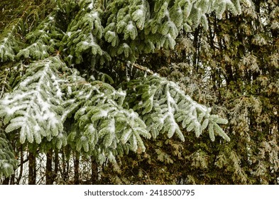 Close-up of pine and cedar branches covered in ice from freezing rain in a backyard.
