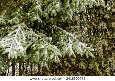 Close-up of pine and cedar branches covered in ice from freezing rain in a backyard.