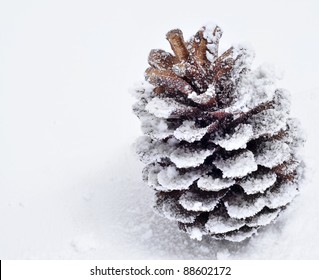 Closeup Of A Pine Cone On The Snow