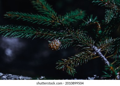 A closeup of a pine cone on a tree branch