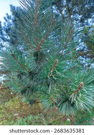 A Close-Up of Pine Cones