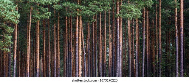 close-up of pine forest tree trunks, background with straight, brown trunks, branches with green needles at the top and left half - Powered by Shutterstock