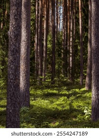 Close-up of pine forest tree trunks, background with straight brown trunks, branches with green needles in upper part, sunlit.