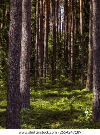 Close-up of pine forest tree trunks, background with straight brown trunks, branches with green needles in upper part, sunlit.