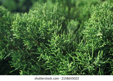 Closeup pine leaves green background