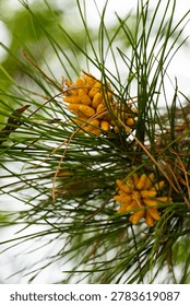 Close-up of pine needles with clusters of small yellow-orange male cones, highlighting conifer reproduction, natural texture and evergreen beauty