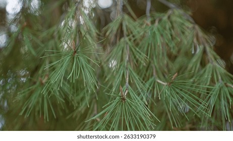 Agujas de pino en primer plano en el bosque de murcia, mostrando el verde natural y el ambiente al aire libre sereno con ramas detalladas y fondo de enfoque suave