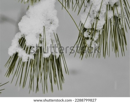 Stachel Umwelt Natur