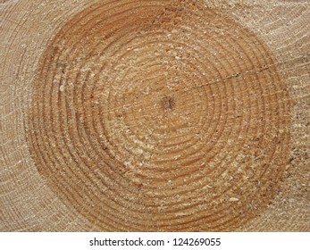 close-up from a pine slice