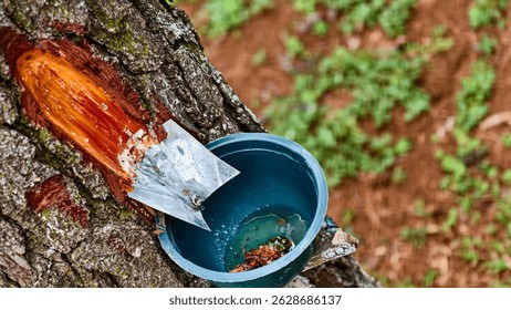 Close-up of a pine tree being tapped for resin extraction. A metal spout directs sap into a bucket, illustrating a sustainable forestry practice for harvesting natural resources.