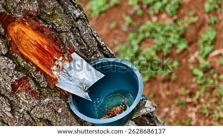 Close-up of a pine tree being tapped for resin extraction. A metal spout directs sap into a bucket, illustrating a sustainable forestry practice for harvesting natural resources.