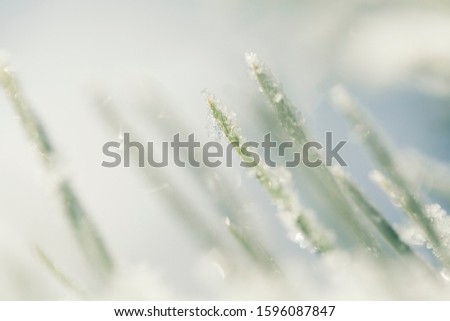 Similar – Image, Stock Photo Frozen Moss Winter