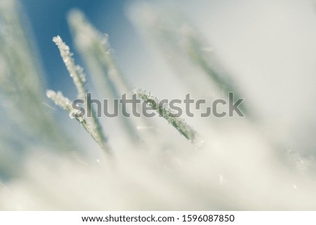 Similar – Image, Stock Photo Frozen Moss Winter