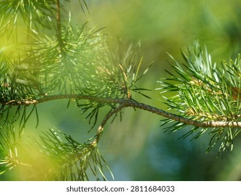 Close-up of a pine tree branch with green needles in bright golden sunlight on a blurred natural forest background. Scenic view of pine needles illuminated by soft morning sunbeams. Fresh evergreen foliage in summertime. Sun-drenched pine branch in summer forest. Beautiful nature background with bokeh effect and warm lens flare.