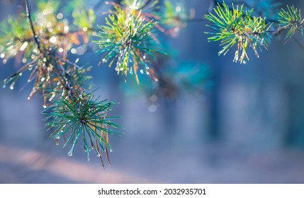 closeup pine tree branch with needles in forest, early morning natural background