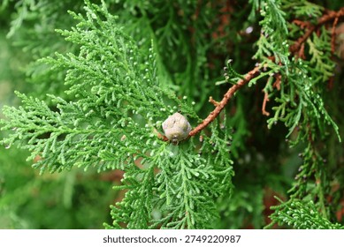 Close-up of pine tree branch with small pine nut and fresh green needles dotted with dew drops