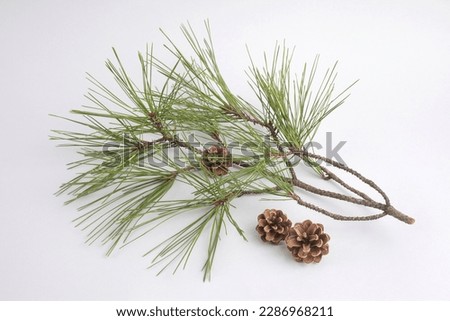 Close-up of pine tree branch with three pine cone and needles on white floor, South Korea
