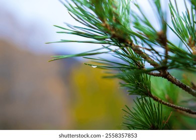 Close-up of a pine tree branch with a water droplet hanging from a needle - Powered by Shutterstock