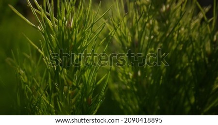 Similar – Image, Stock Photo green branches of needles on a white background