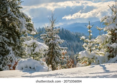 Closeup of pine tree branches covered with fresh fallen snow in winter mountain forest on cold bright day.