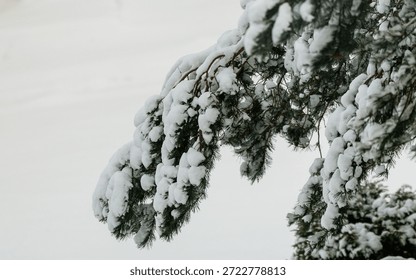 Close-up of pine tree branches covered with fresh snow in winter forest. Calm natural scene with evergreen needles, soft light and copy space. Seasonal background, cold weather, nature and tranquility.
