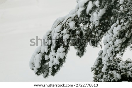 Close-up of pine tree branches covered with fresh snow in winter forest. Calm natural scene with evergreen needles, soft light and copy space. Seasonal background, cold weather, nature and tranquility.