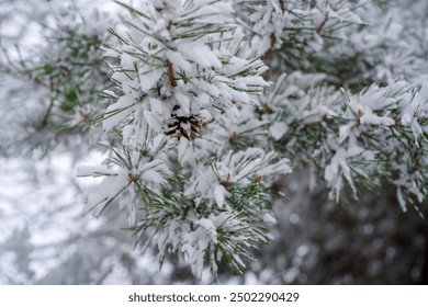 Close-up of pine tree during winter