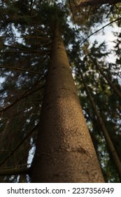 Closeup pine tree in a forest, shallow focus