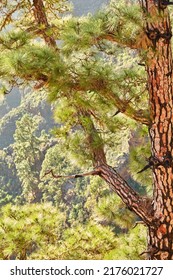 Closeup of a pine tree in the jungle during the summer season. Wild nature landscape with details of an old trunk in the woods or forest mountain near La Palma, Canary Islands, Spain