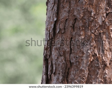 Close-up of pine tree texture in the forest for a natural background.