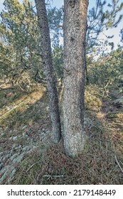 Closeup of a pine tree trunk growing in boreal woodland. Distorted view of a coniferous forest plant shedding leaves and needles in autumn. Nature and indigenous foliage with blurred background