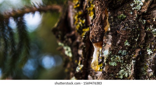 Closeup Of Pine Tree Trunk With Sap