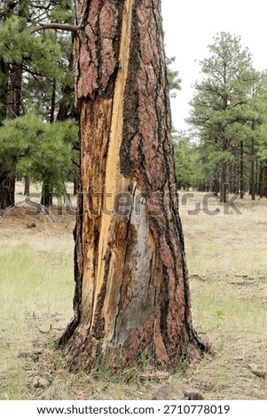 Closeup of a pine tree trunk with a scar from a lightning strike, Arizona.