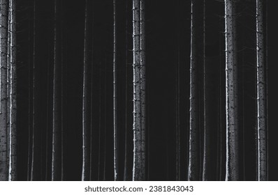 A close-up of pine tree trunks with a bit of snow in a dark forest, moody atmosphere, matte and textured effect, monochrome, minimalism