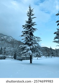 Close-up pine tree view in snowy mountains. On a real winter day evening.
